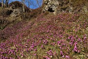 24 Erica in fiore